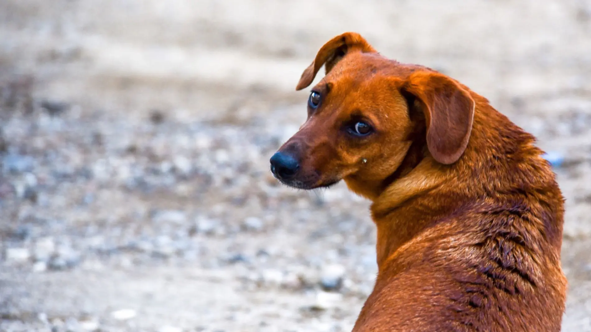 Perro maltrato animal 